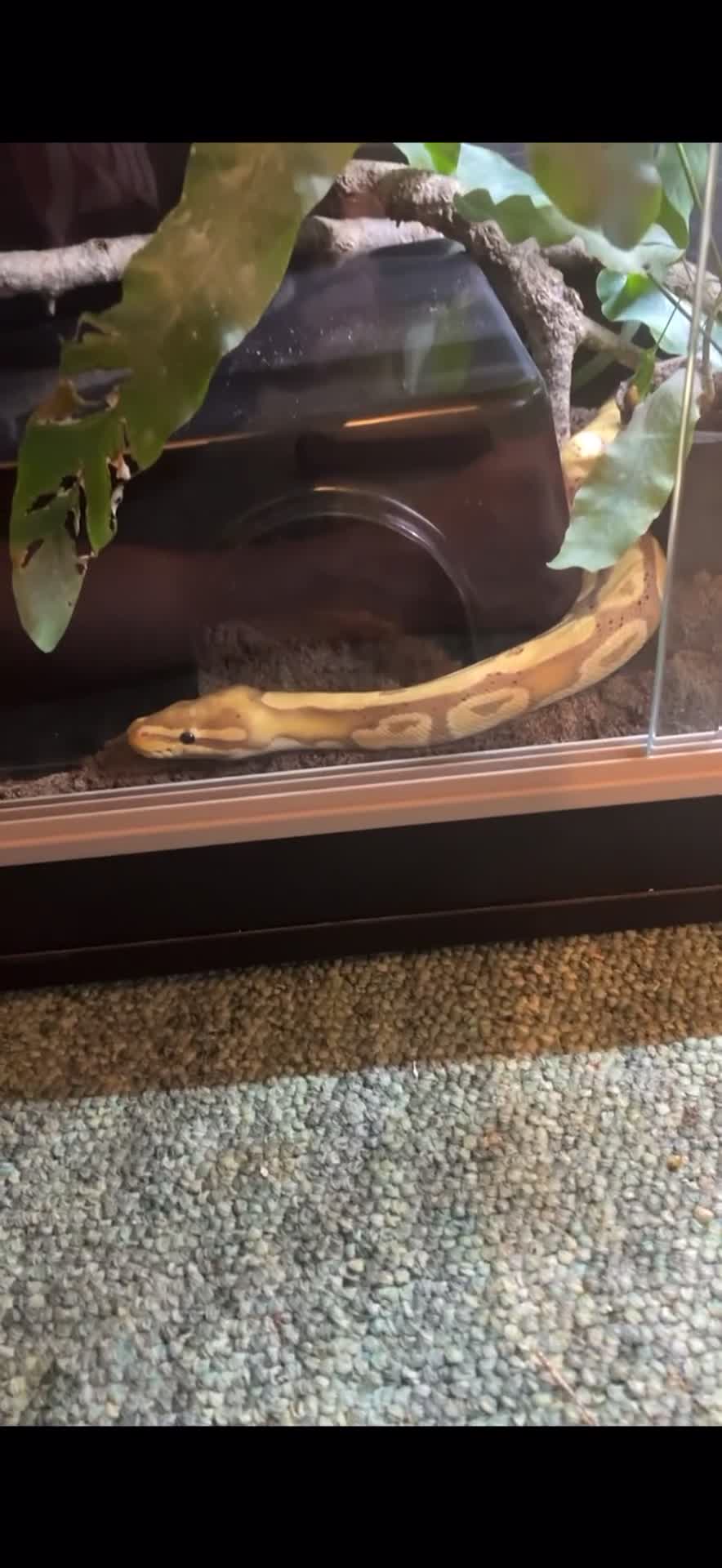 Snake reptiles for sale: Male Coralglow 100% Pied - Video 2