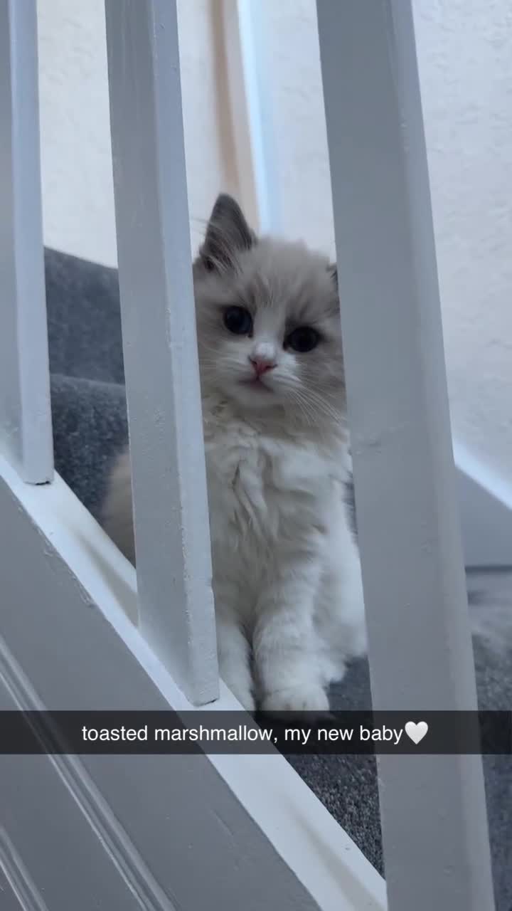 Ragdoll cats for sale: Gorgeous GCCF kitten - Video 1