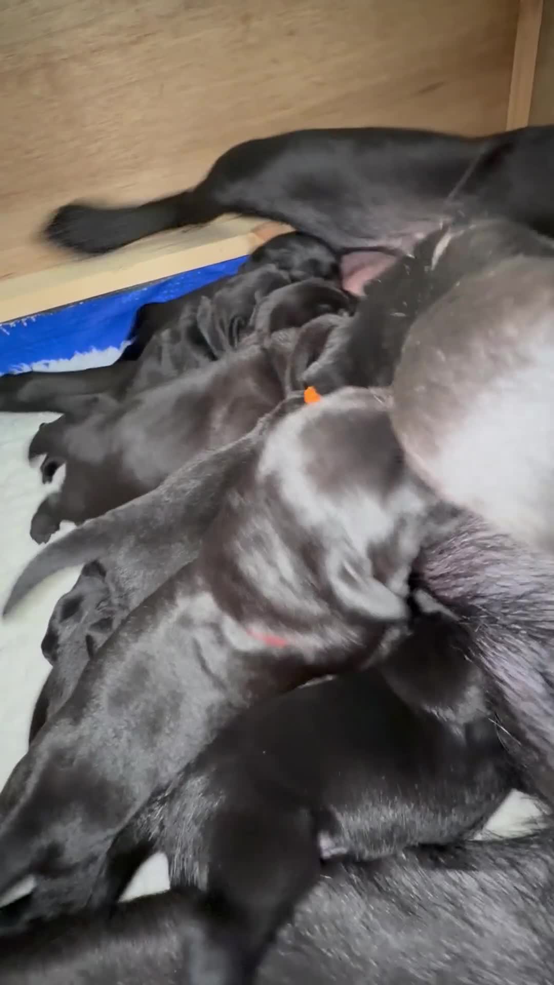 Labrador Retriever dogs for sale: 9 Gorgeous Black Labrador Puppies - Video 2