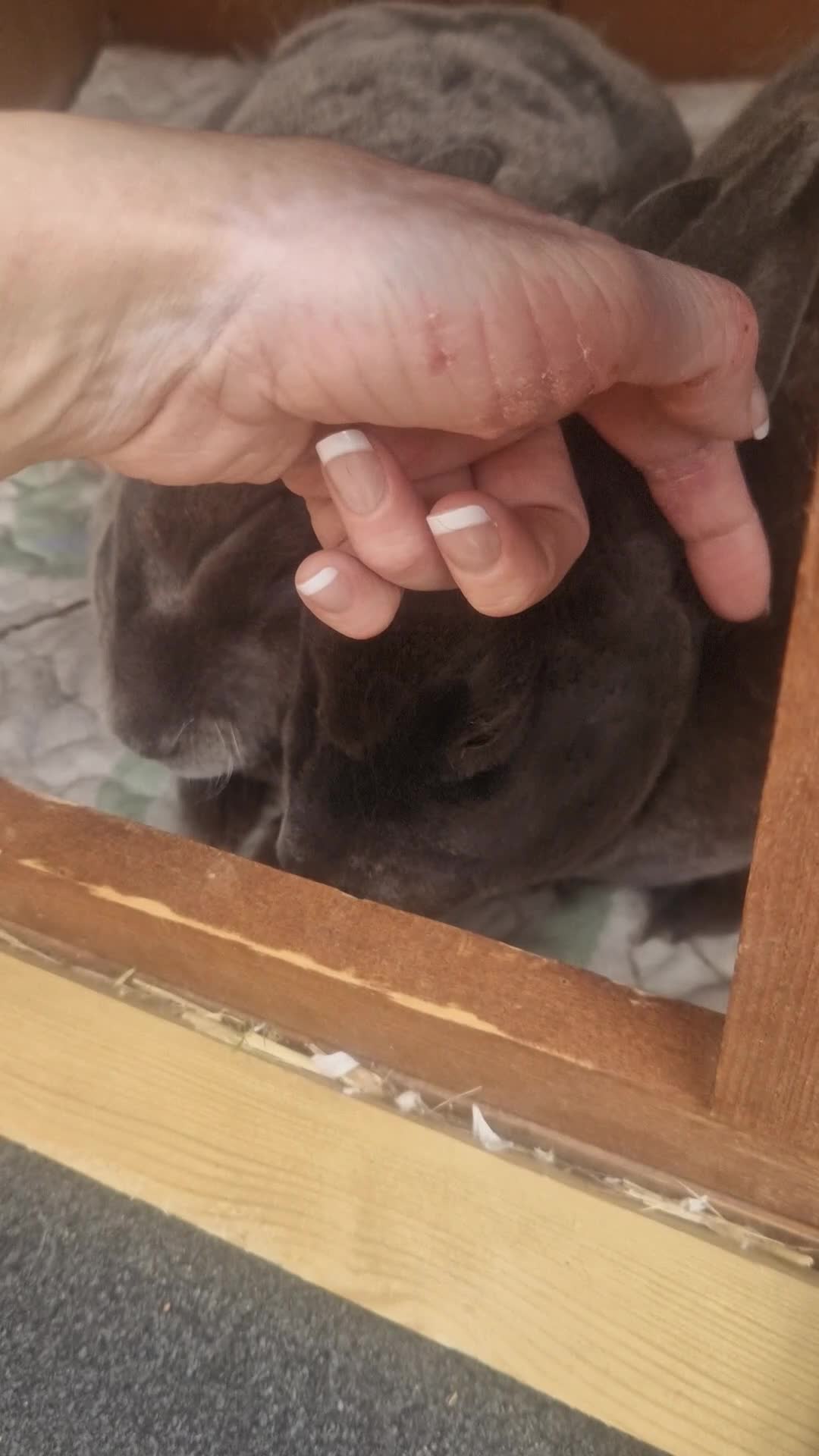 Rex rabbits for sale: Mini Rex Pair - Video 1