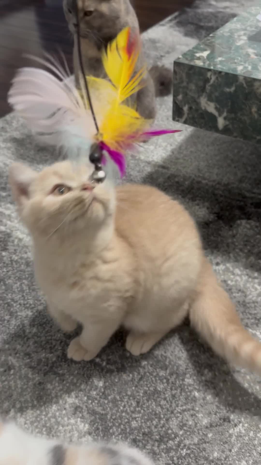 British Shorthair cats for sale: GCCF registered cream bsh boy - Video 1