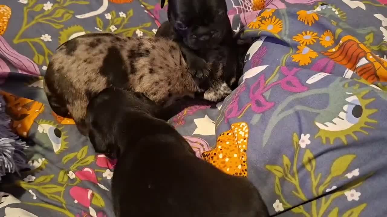 Frug dogs for sale: Frug puppies for sale. - Video 1