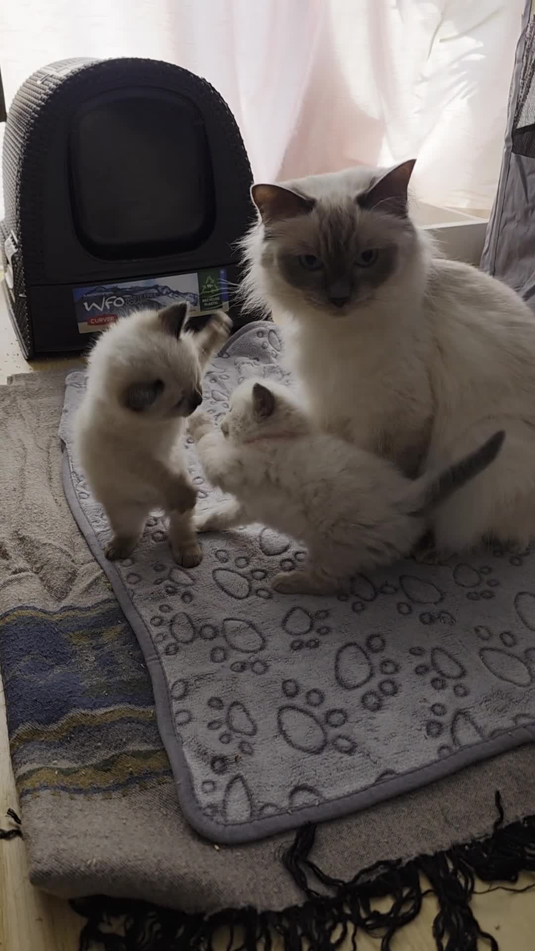Ragdoll cats for sale: Adorable Ragdoll Babies  - Video 3