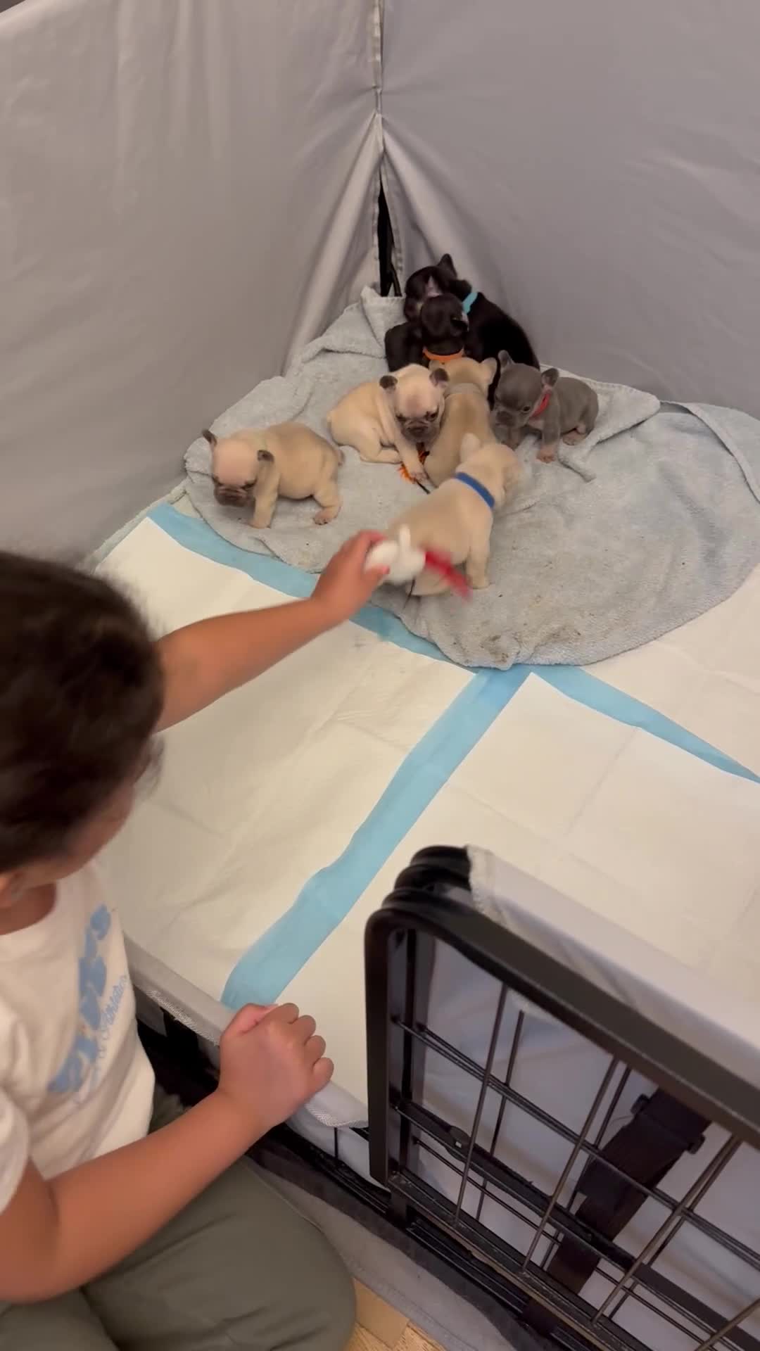 French Bulldog dogs for sale: Beautiful Pups – Looking for Their Forever Homes - Video 3