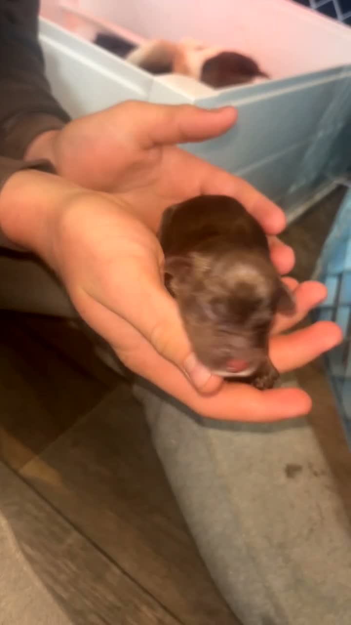 Sprocker dogs for sale: Sprocker spaniel puppies  - Video 3