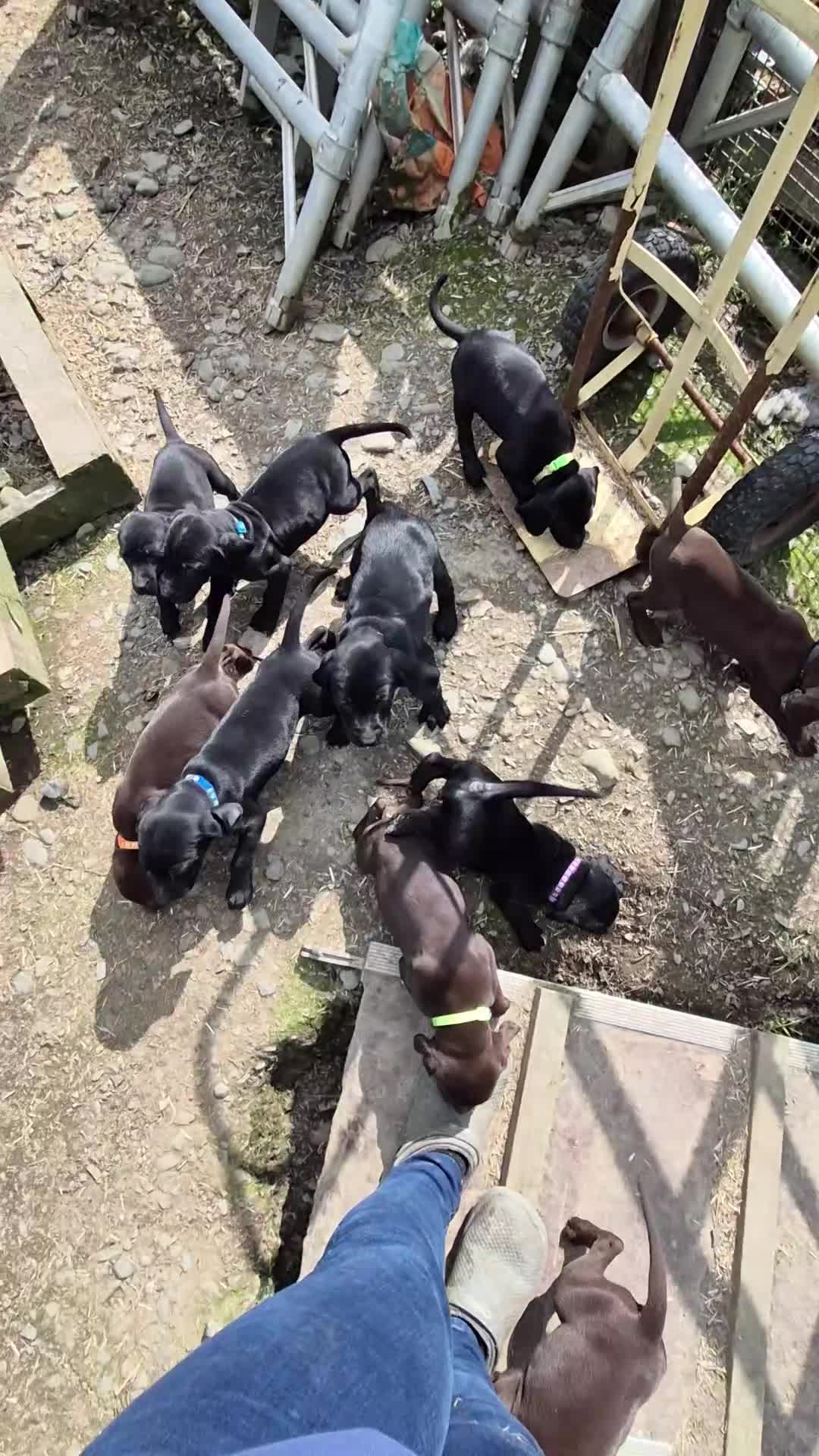 Mixed Breed dogs for sale: Pointador's (Lab x GSP) - Video 1