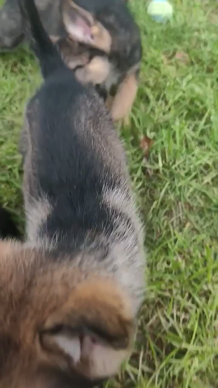 Mixed Breed dogs for sale: German Shepherd x Husky/Northern Inuit Puppies - Video 1