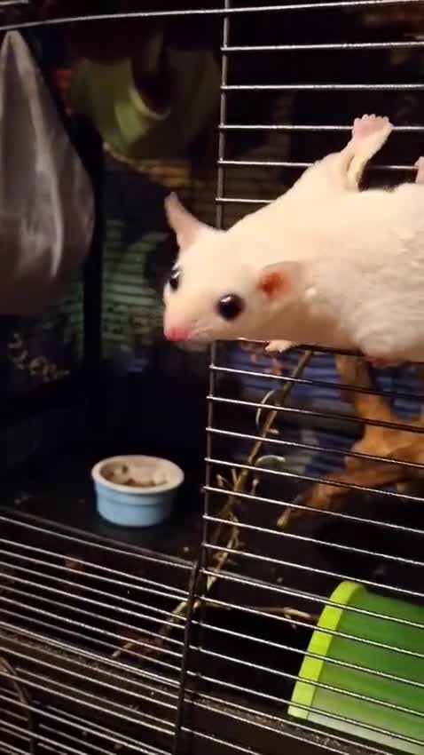 Sugar Glider rodents for sale: Pair of Leucistic Sugar Gliders - Video 1