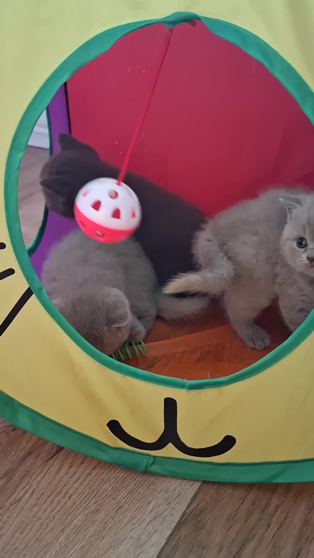 British Shorthair cats for sale: TOP QUALITY CHAMPION🏆 BRITISH SHORTHAIR KITTENS in Swadlincote - Video 3
