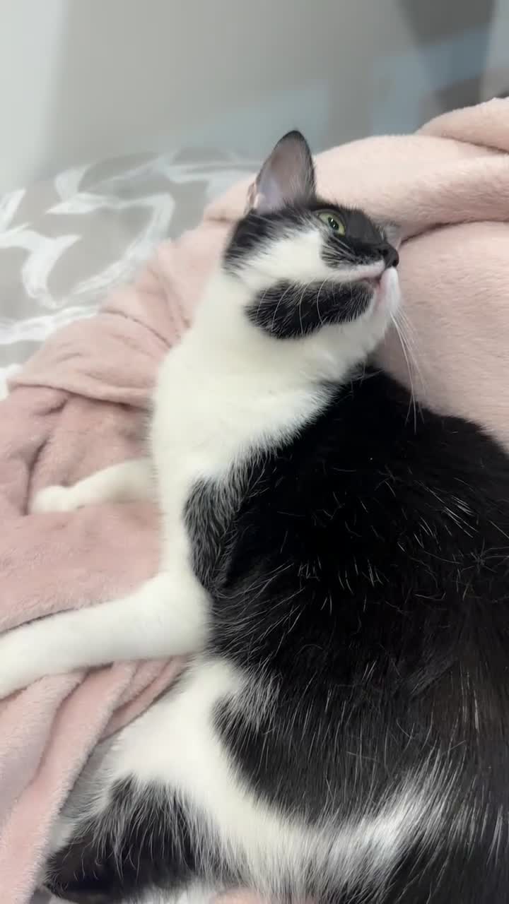 Domestic Shorthair cats for sale: Rehoming my lovely cat Miya - Video 1