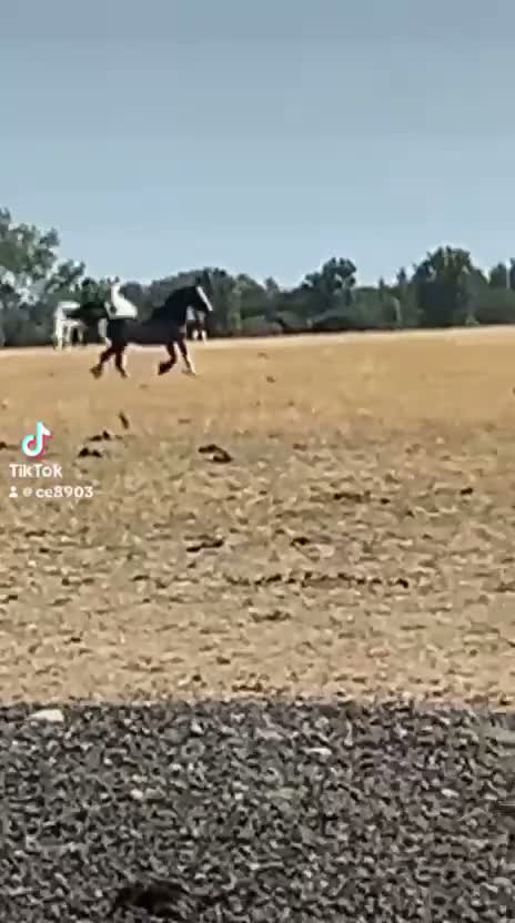 Welsh Section C horses for sale: Blagdon Welsh cob 14jh - Video 2