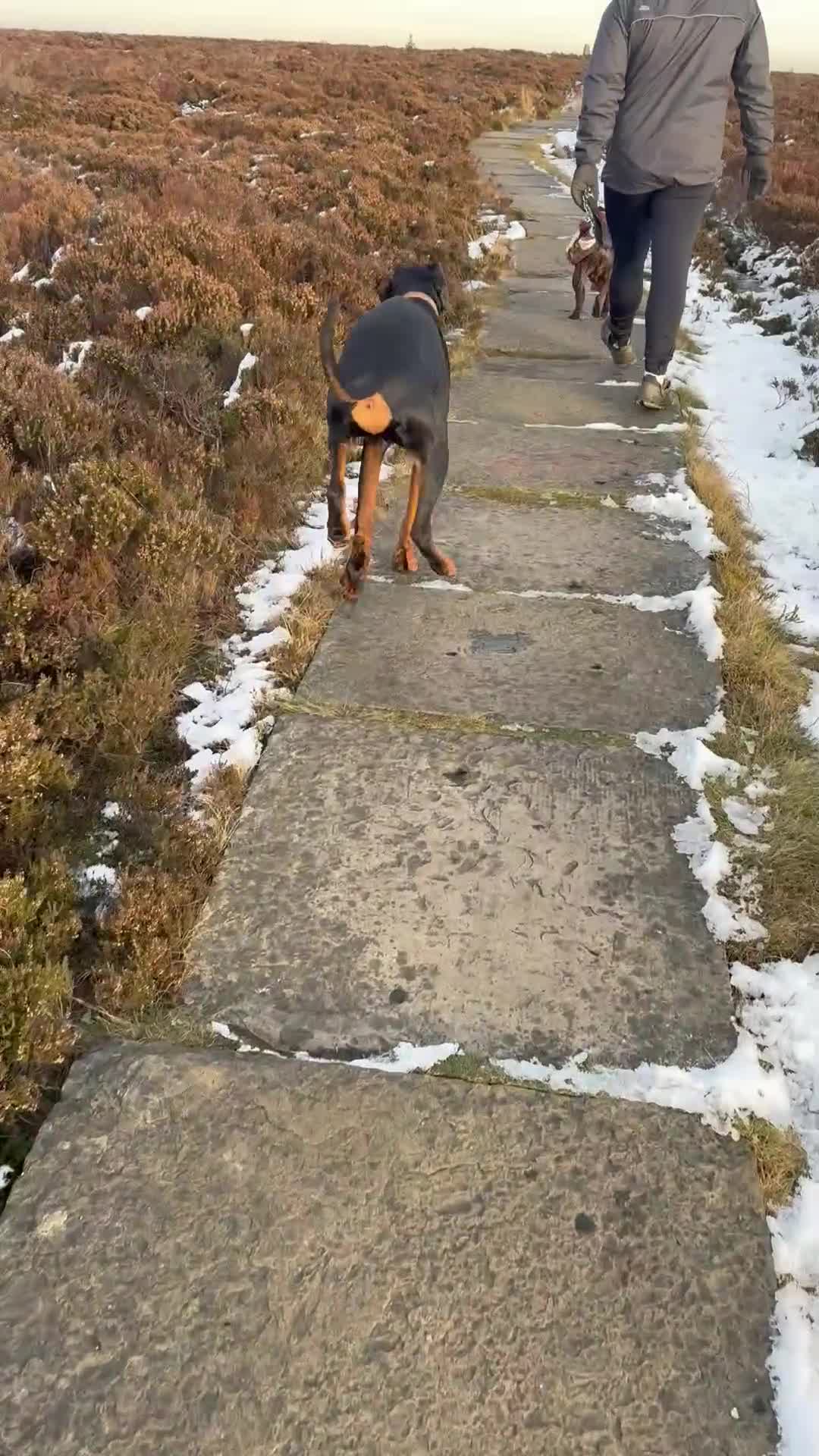 Dobermann dogs for sale: Doberman puppy  in Bradford - Video 1