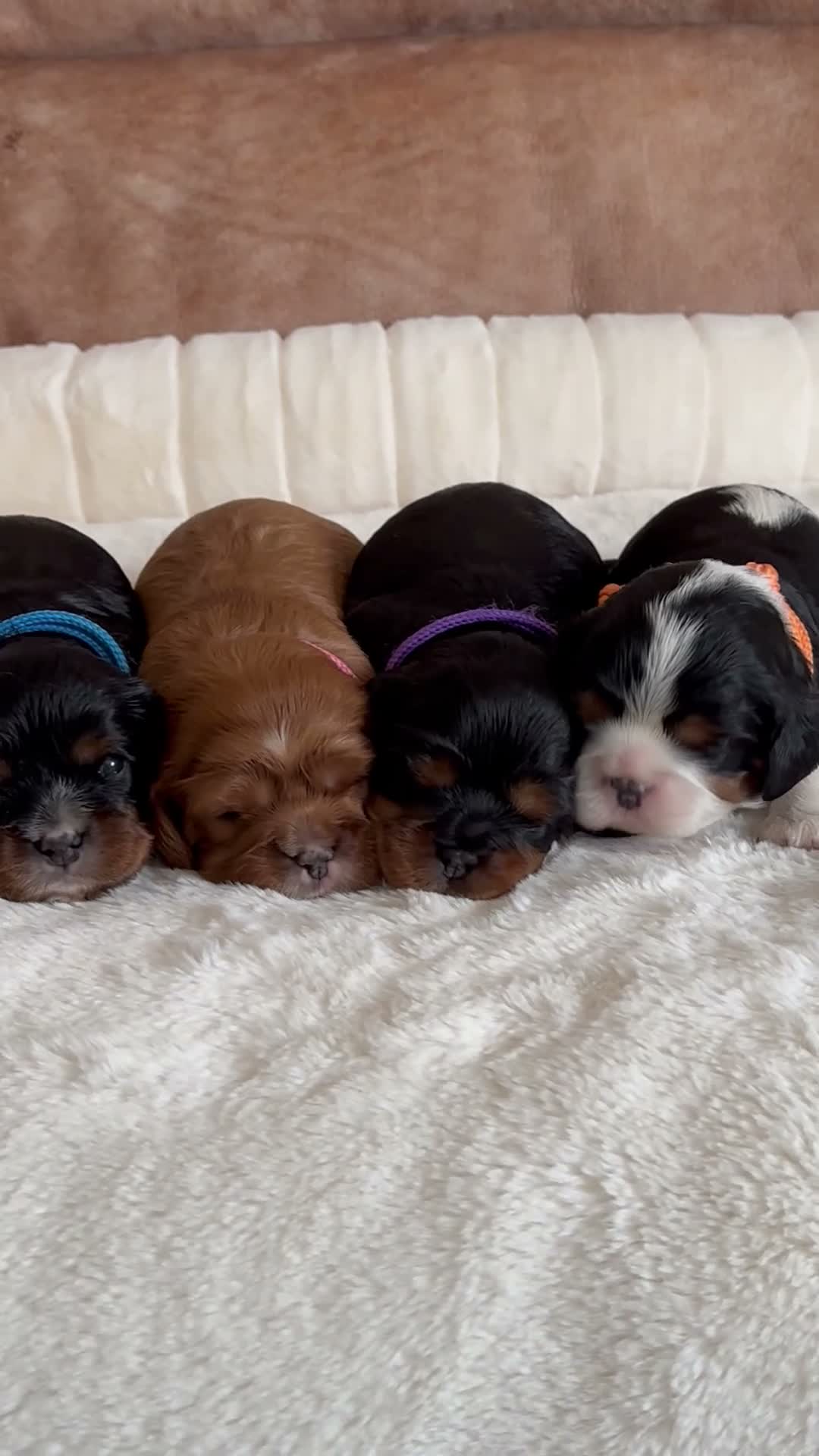 Cavalier King Charles Spaniel dogs for sale: * KC Reg Health Tested Puppies *  - Video 2