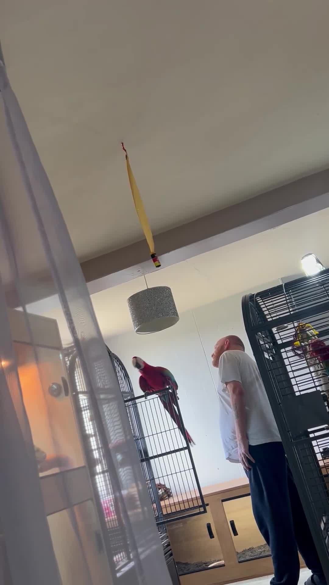 Macaws birds for sale: Macaw Greenwing  - Video 1