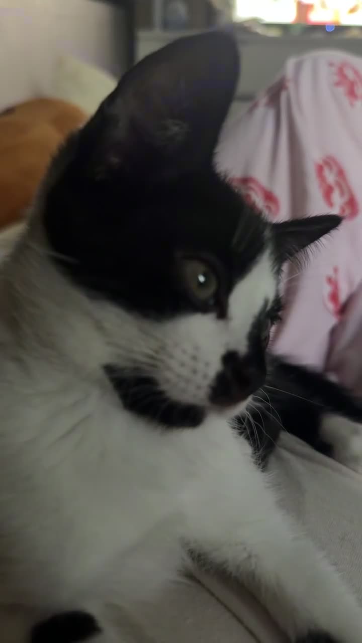 Mixed Breed cats for sale: Tortie & Black and White kittens!  in York - Video 3