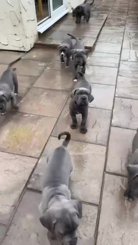 Cane Corso dogs for sale: Kingcanecorso litter, stunning traditional corsos - Video 1