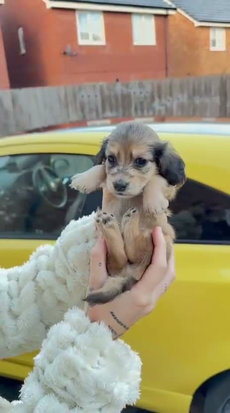 Miniature Dachshund dogs for sale: ONE LEFT Shaded cream mini longhairs dachshund - Video 1