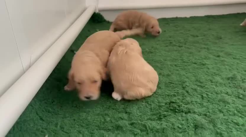 Goldendoodle dogs for sale: 🐶🐾🐶AUSTRALIAN DOUBLE DOODLE PUPPIES🐶🐾🐶 - Video 4