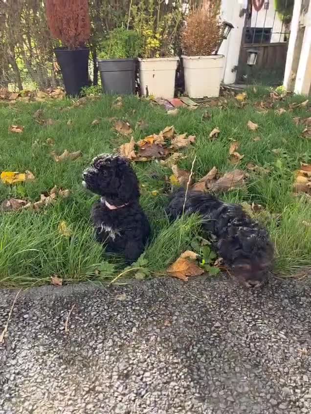 Maltipoo dogs for sale: Beautiful Maltipoo Girl Ready for Her Loving Home - Video 1