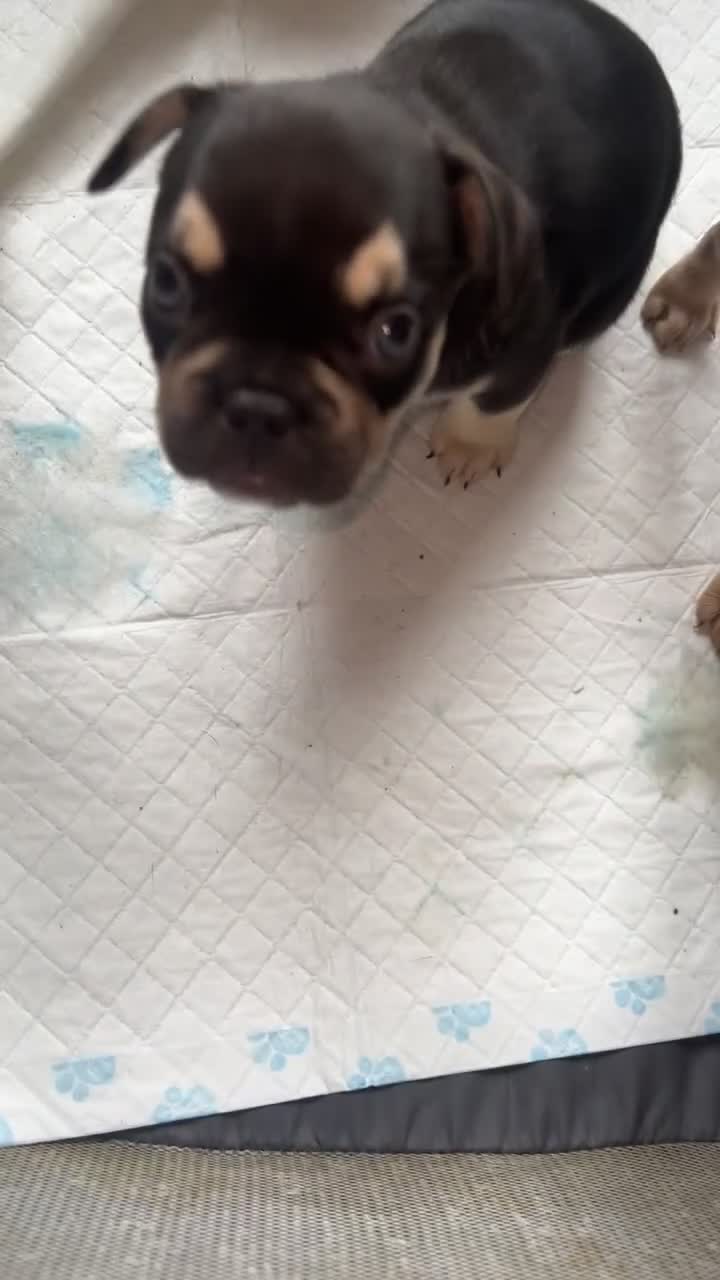 French Bulldog dogs for sale: French bulldog puppies fluffy carriers  - Video 3