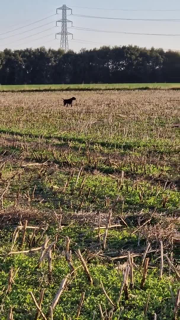 German Shorthaired Pointer dogs for stud: PROVEN  full KC Reg GSP 5th Generation working in Liverpool - Video 1