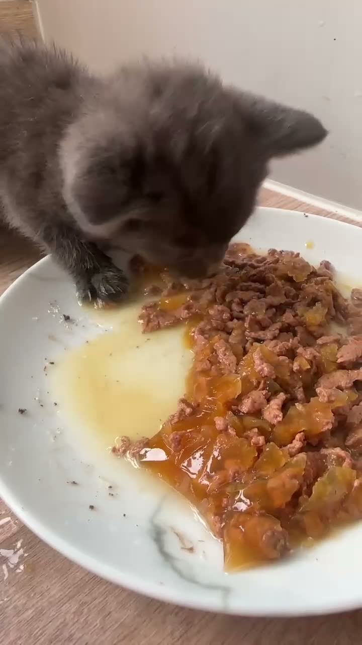Mixed Breed cats for sale: Mixed breed kittens - Video 4