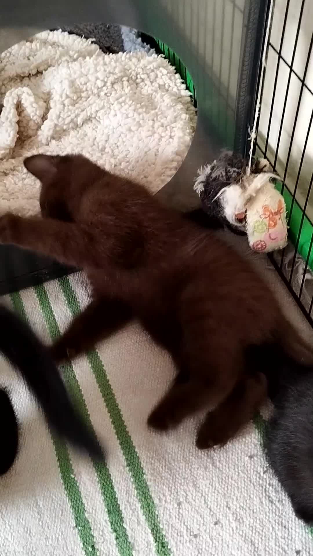 British Shorthair cats for sale: Rare Chocolate & Black Kittens – Ready Now 🐾 - Video 2