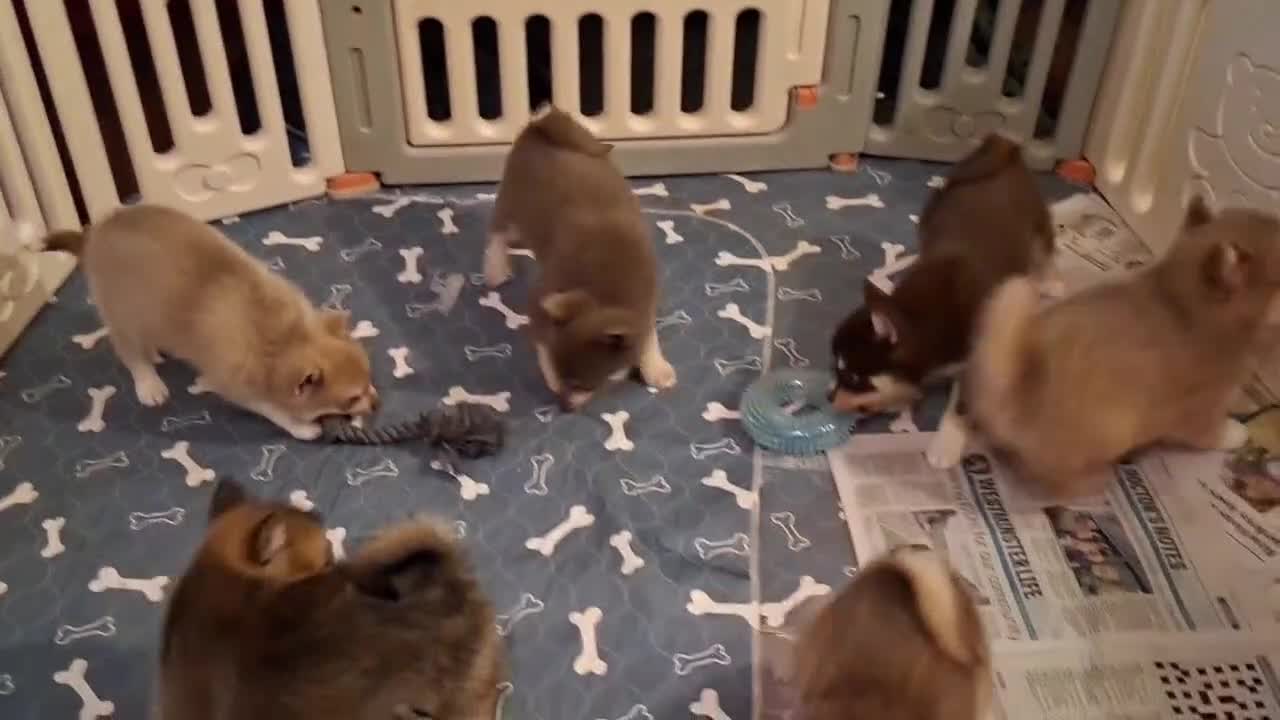 Pomsky dogs for sale: Blue Eyed F4 Toy Pomskies - Video 1