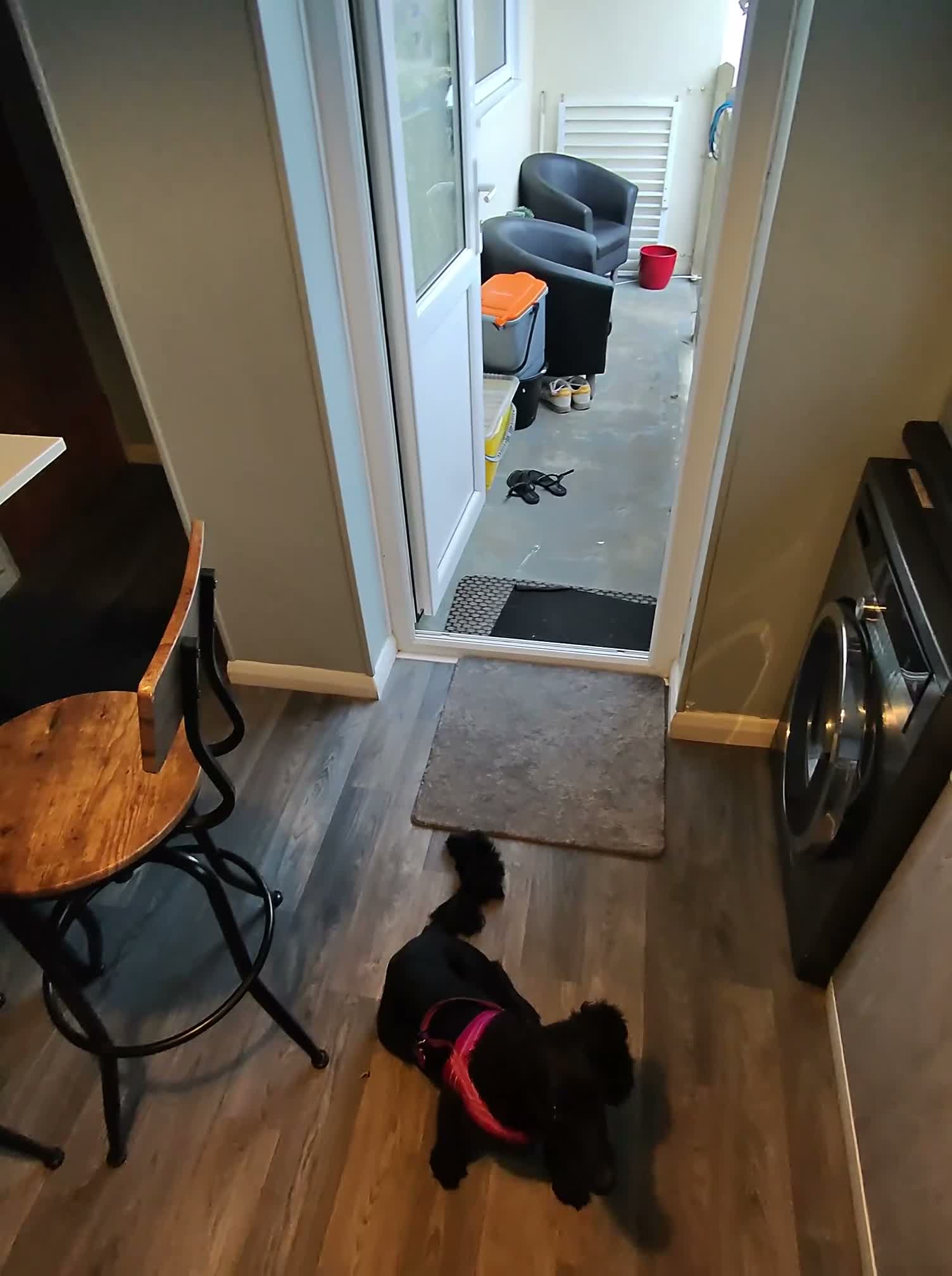 American Cocker Spaniel dogs for sale: Roxie  in Chichester - Video 1