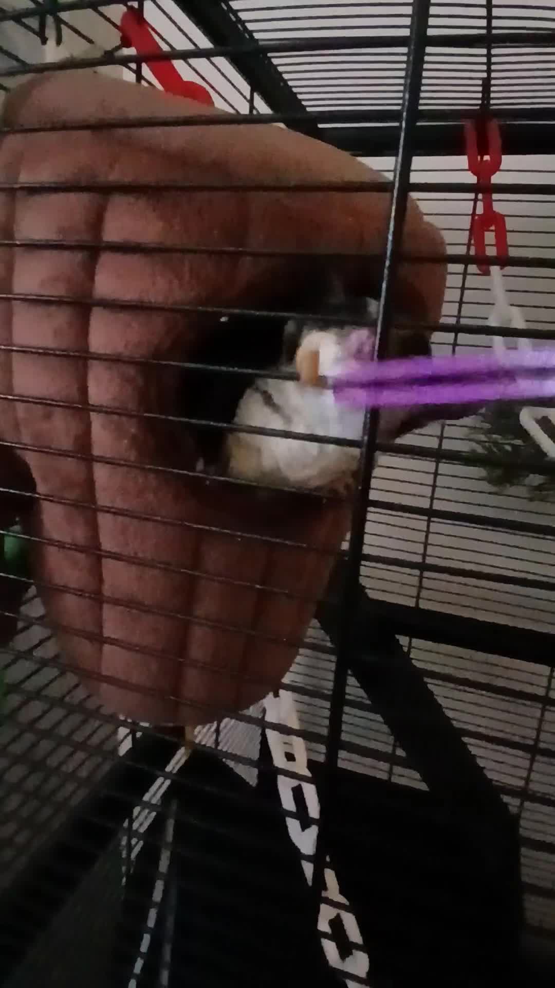 Sugar Glider rodents for sale: Bonded pair of gliders and in pouch joey  - Video 2