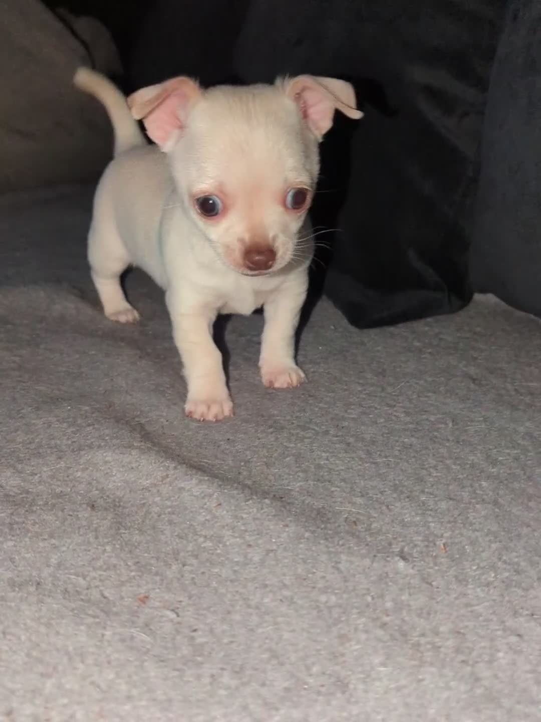 Chihuahua dogs for sale: 2 KC smooth coat boys - Video 2