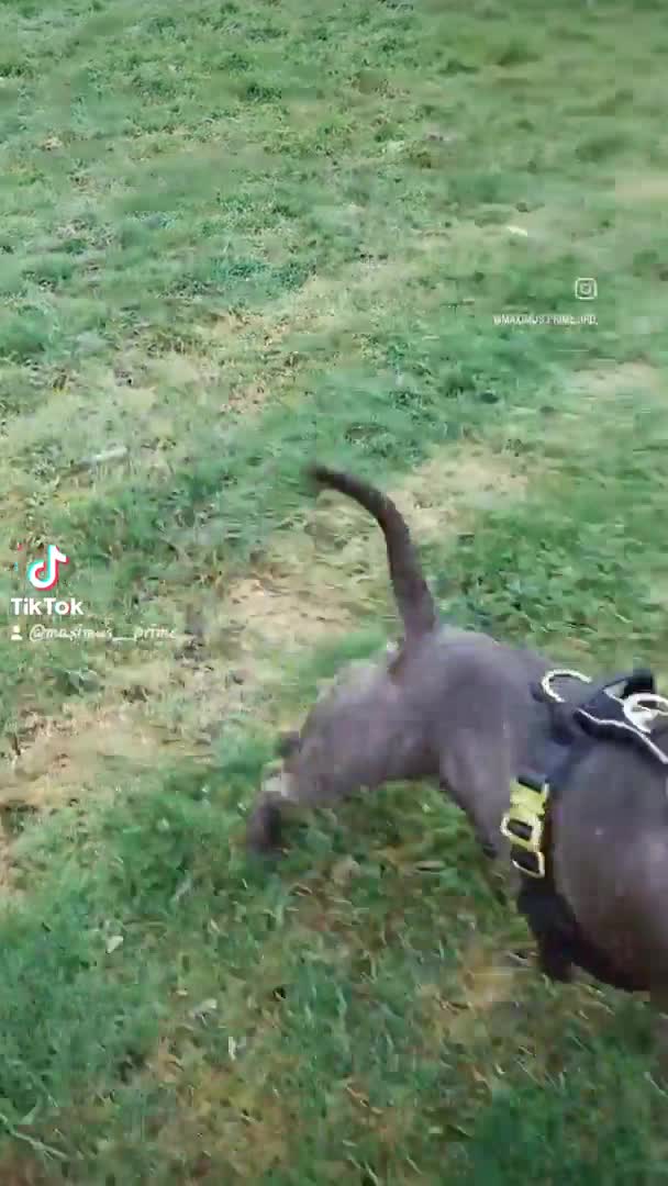 Staffordshire Bull Terrier dogs for stud: Maximus Prime ready for Stud in Birmingham - Video 1