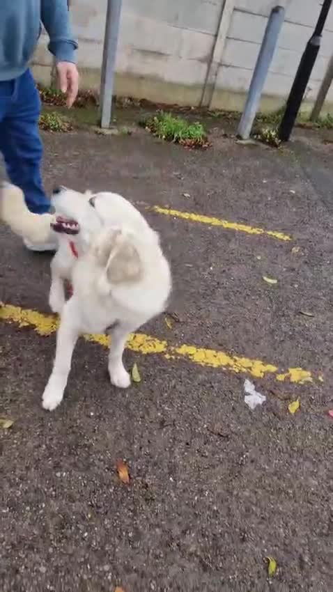 Golden Retriever dogs for sale: Meet Mickey, the Well-Mannered Golden Retriever - Video 2