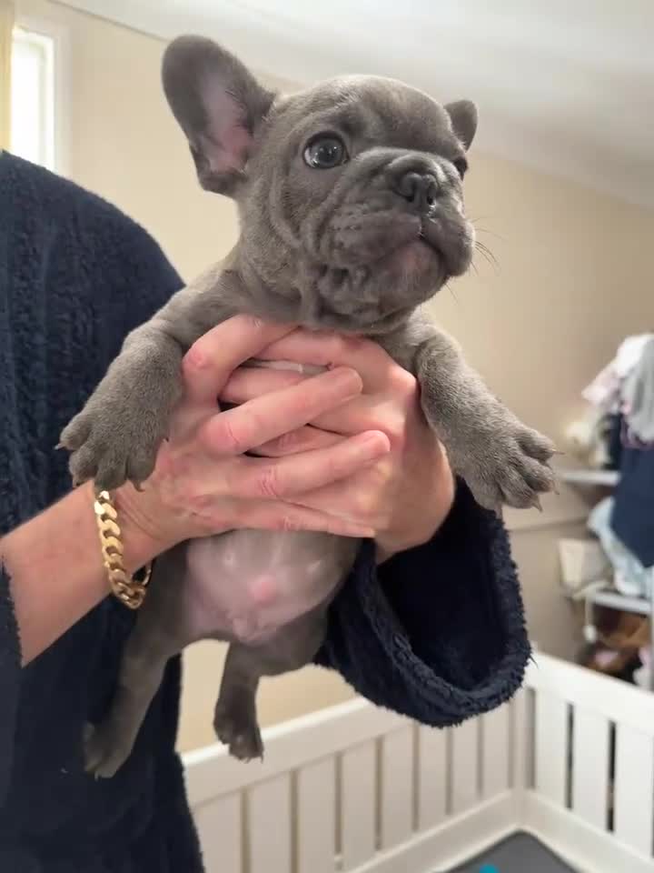 French Bulldog dogs for sale: 2 stunning french bulldogs  - Video 3