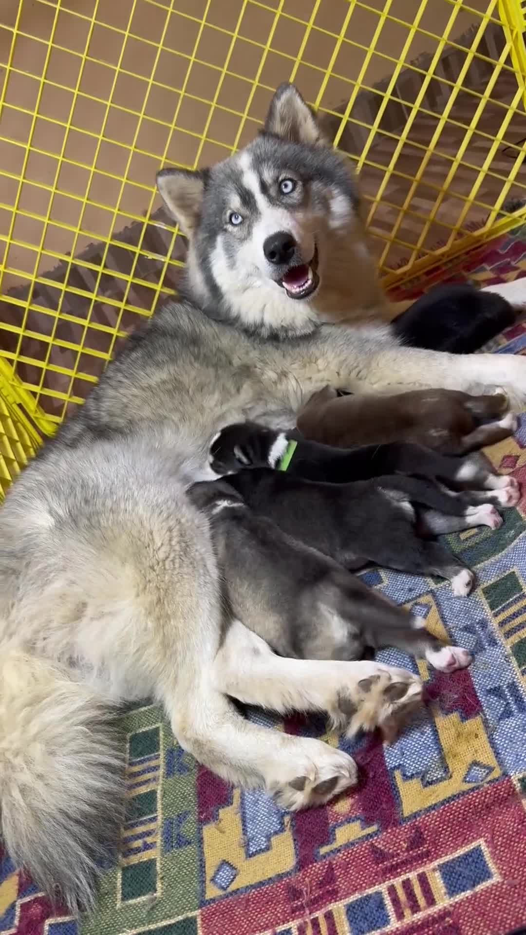 Siberian Husky dogs for sale: Siberian husky puppies - Video 2