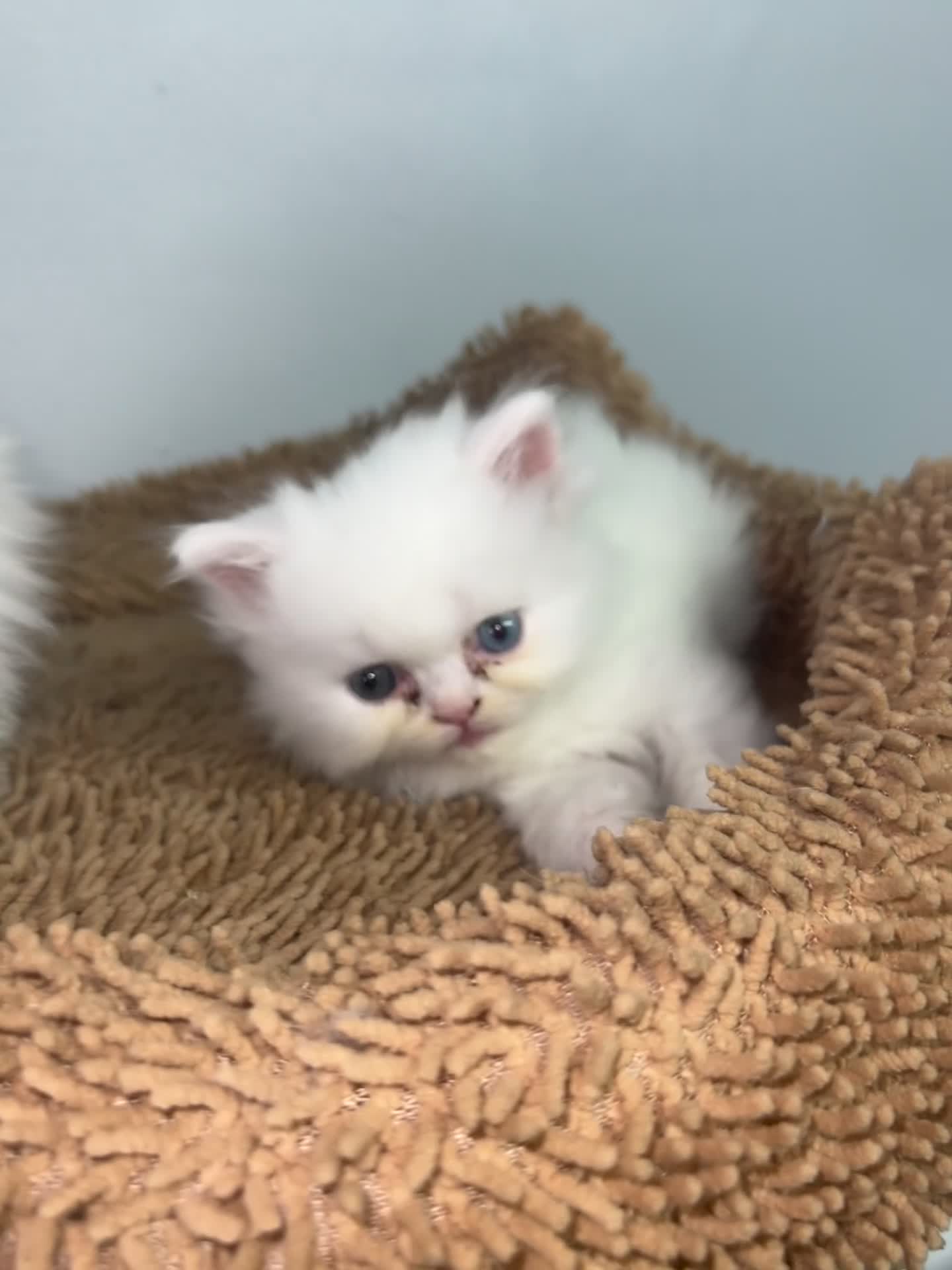 Persian cats for sale: Persian kittens for sale - blue eye beauty  - Video 1