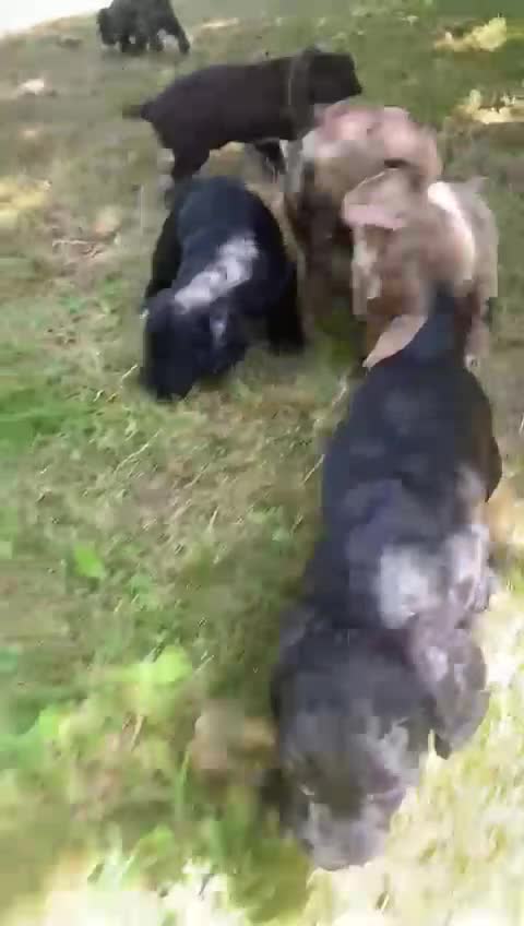 Sproodle dogs for sale: Stunning F1 sproodle  - Video 1