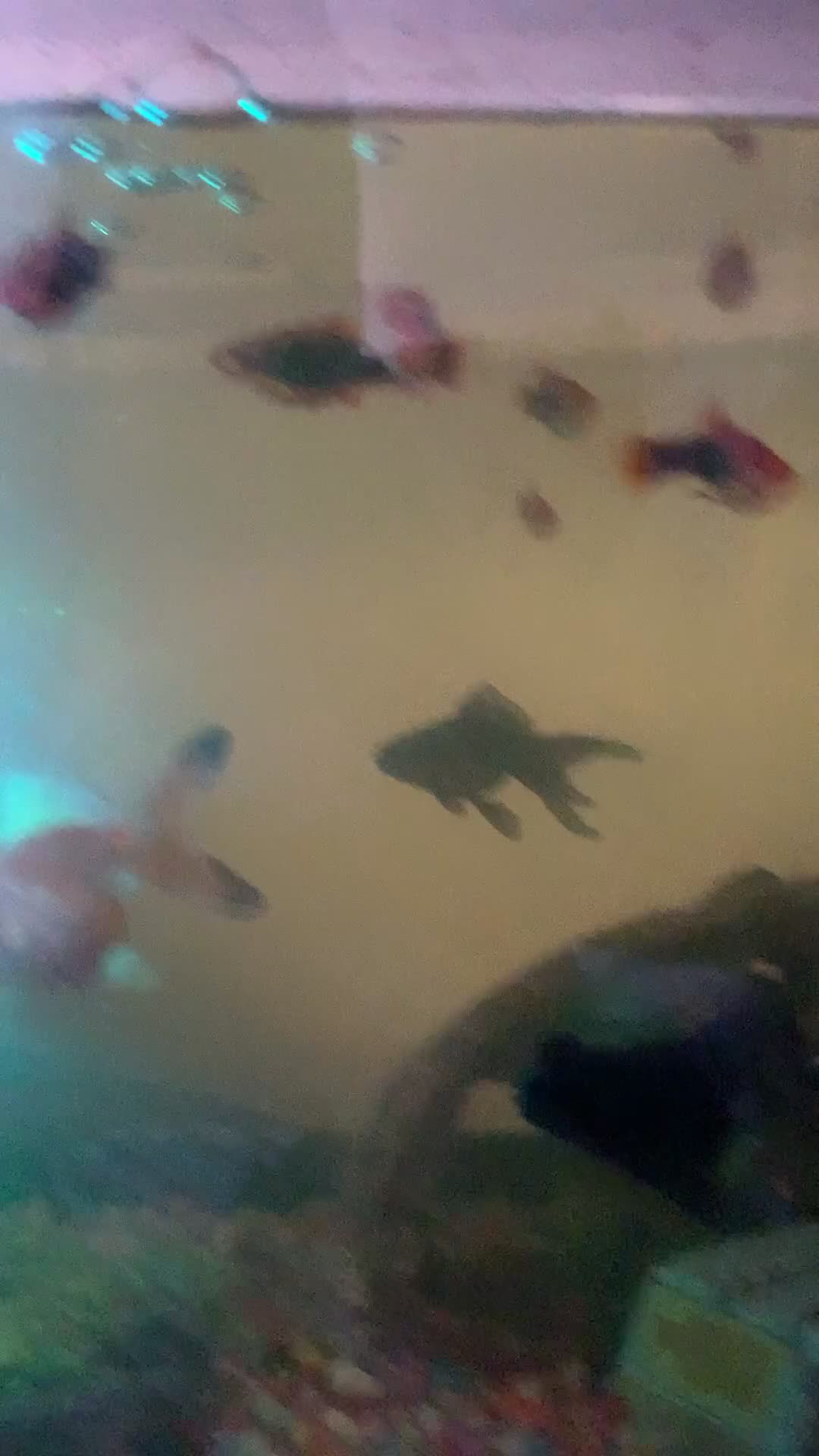 Platies fish for sale: Fish for sale  - Video 1