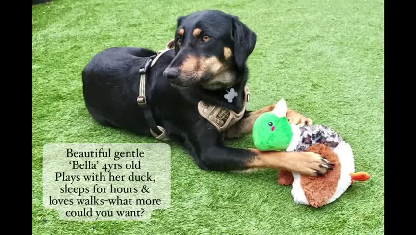 Mixed Breed dogs for adoption: Bella, 2 yrs old. Reserved STC. - Video 4