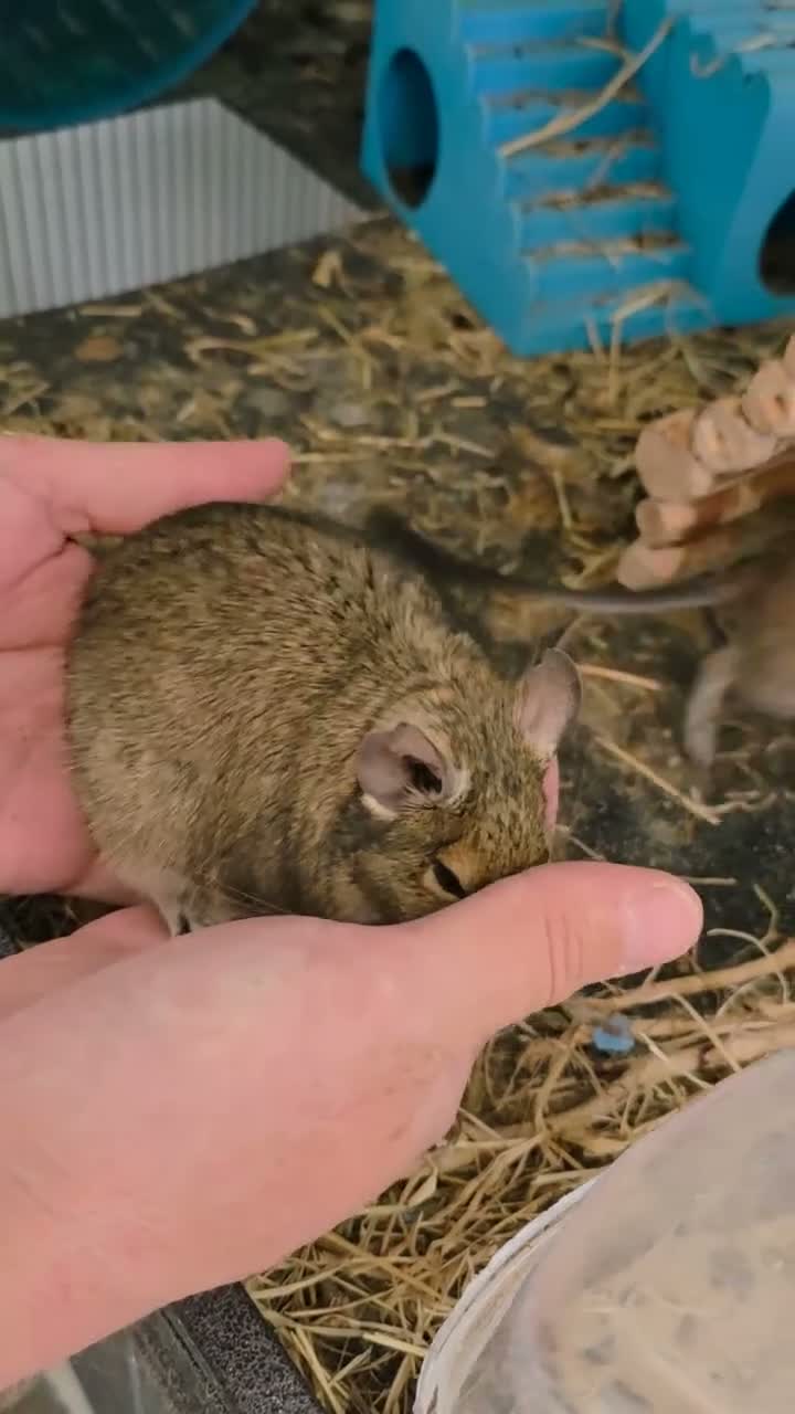 Degus rodents for sale: Adorable Female Degus - Video 1