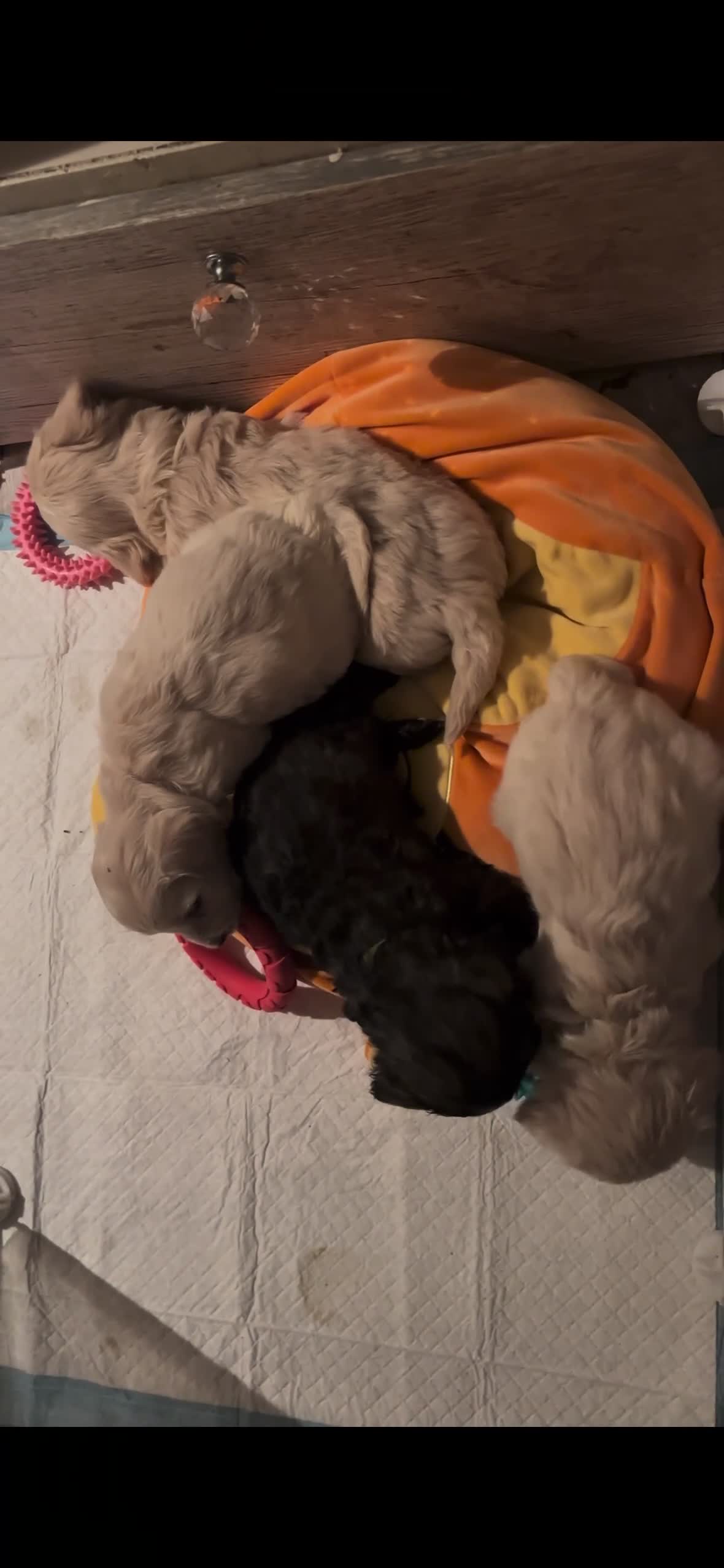 Maltipoo dogs for sale: F2 Maltipoo puppies in Barnsley - Video 1