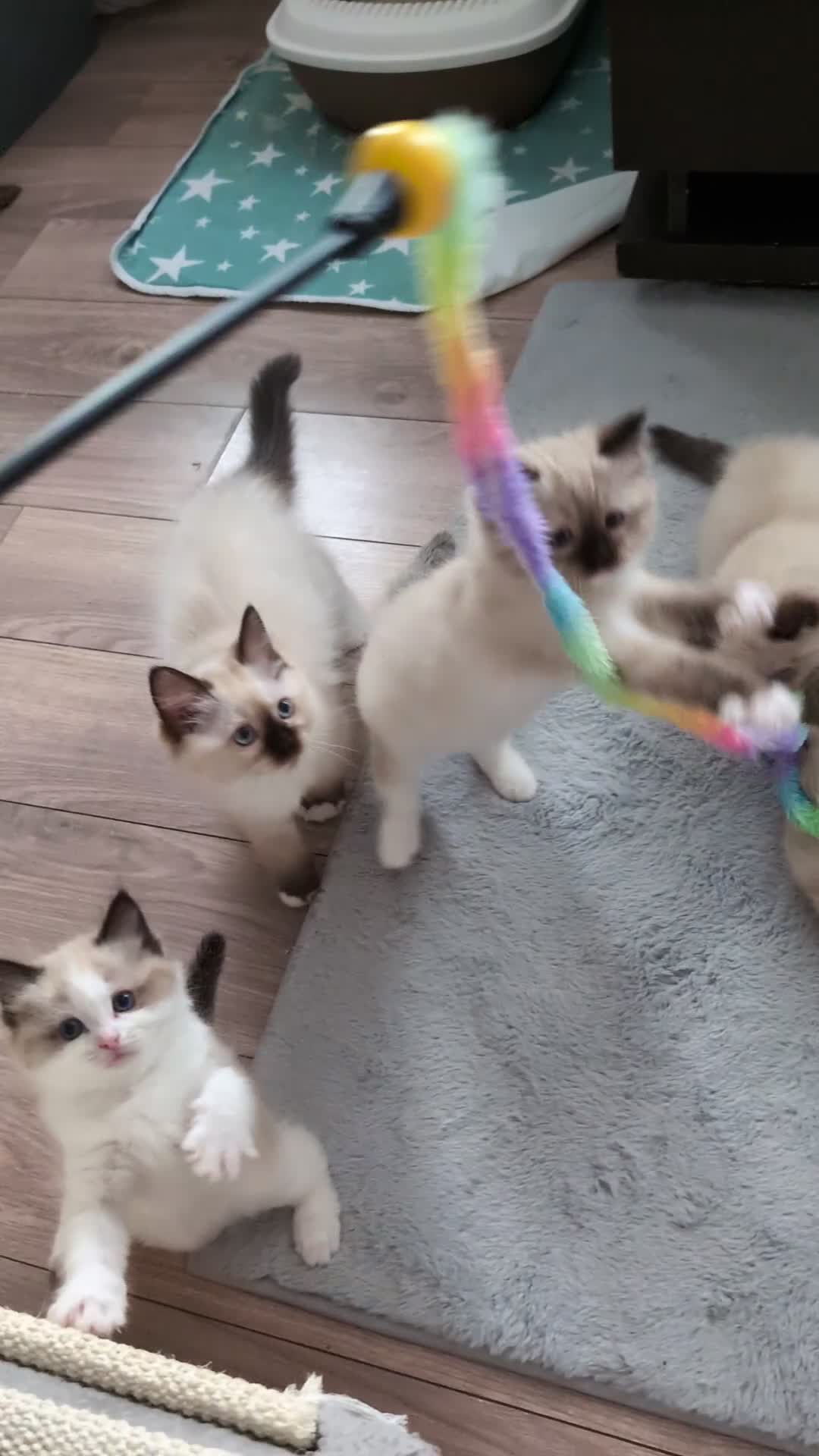 Ragdoll cats for sale: 5 Purebred Ragdolls – Loving Homes Needed - Video 1