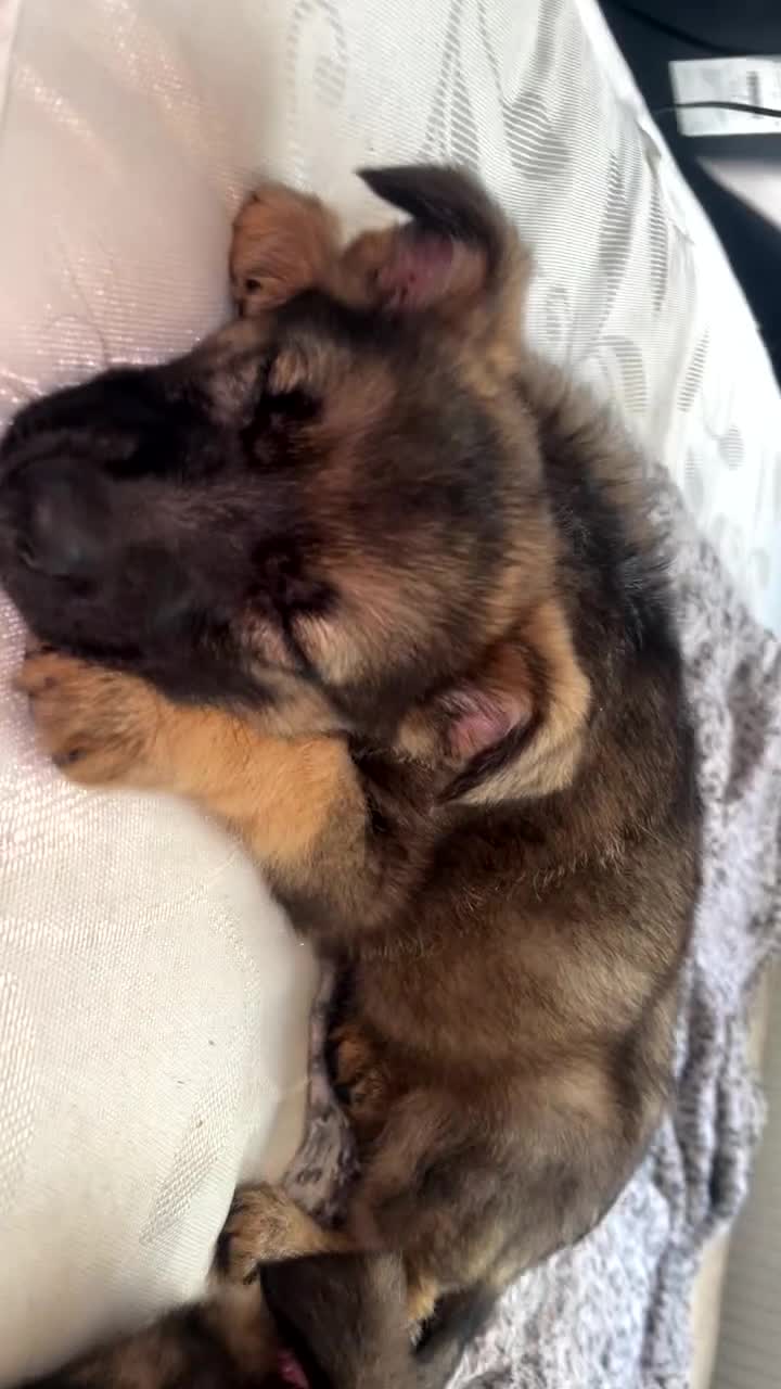 German Shepherd dogs for sale: Female German shepherds  - Video 3