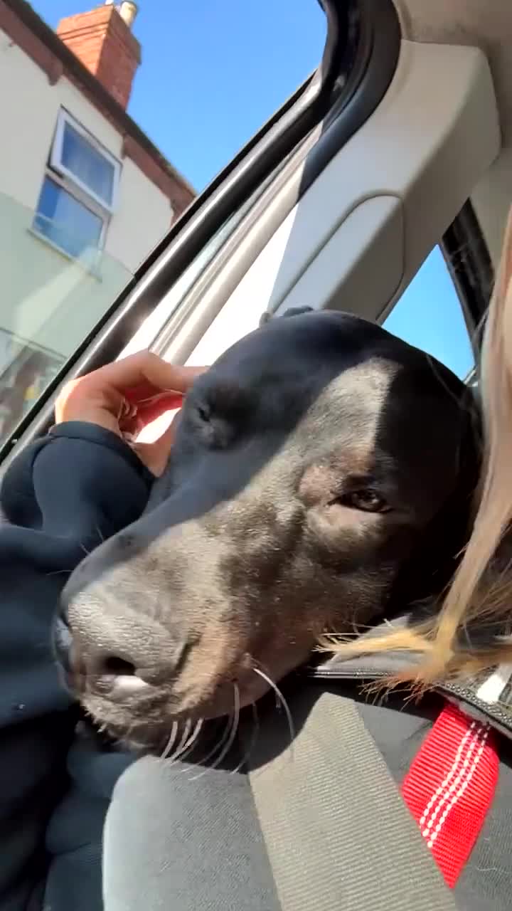 Mixed Breed dogs for sale: Doberman cross lab  in Lincoln - Video 3