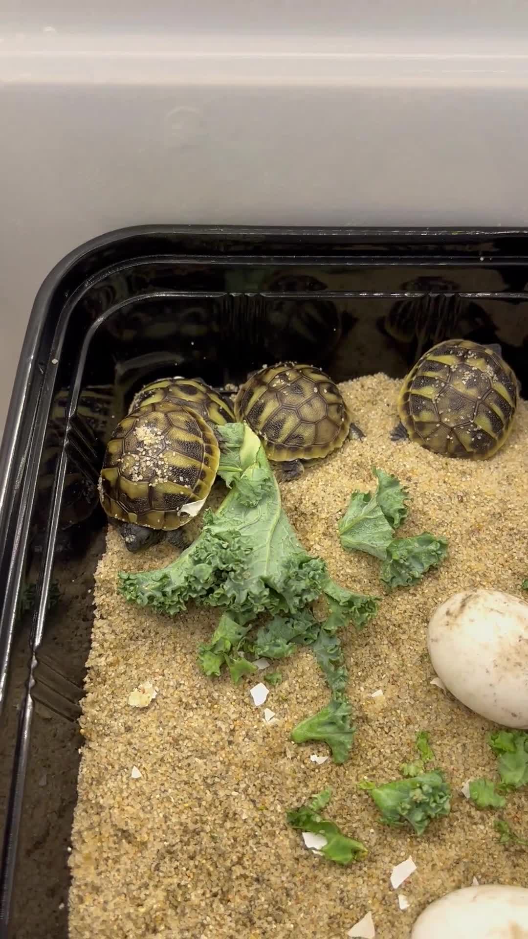 Tortoise reptiles for sale: Baby Herman Tortoise for sale - Video 2