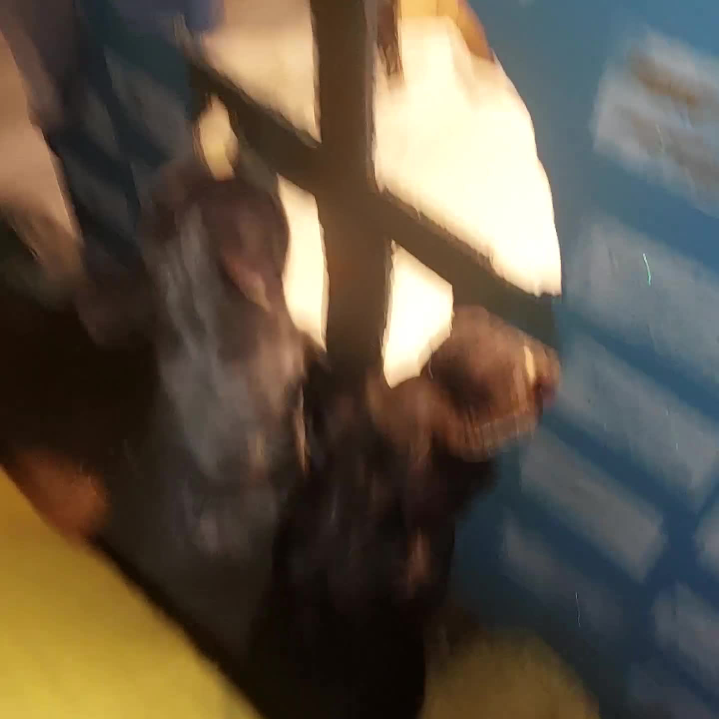 French Bulldog dogs for sale: 2 female french bulldog puppies merle  - Video 1