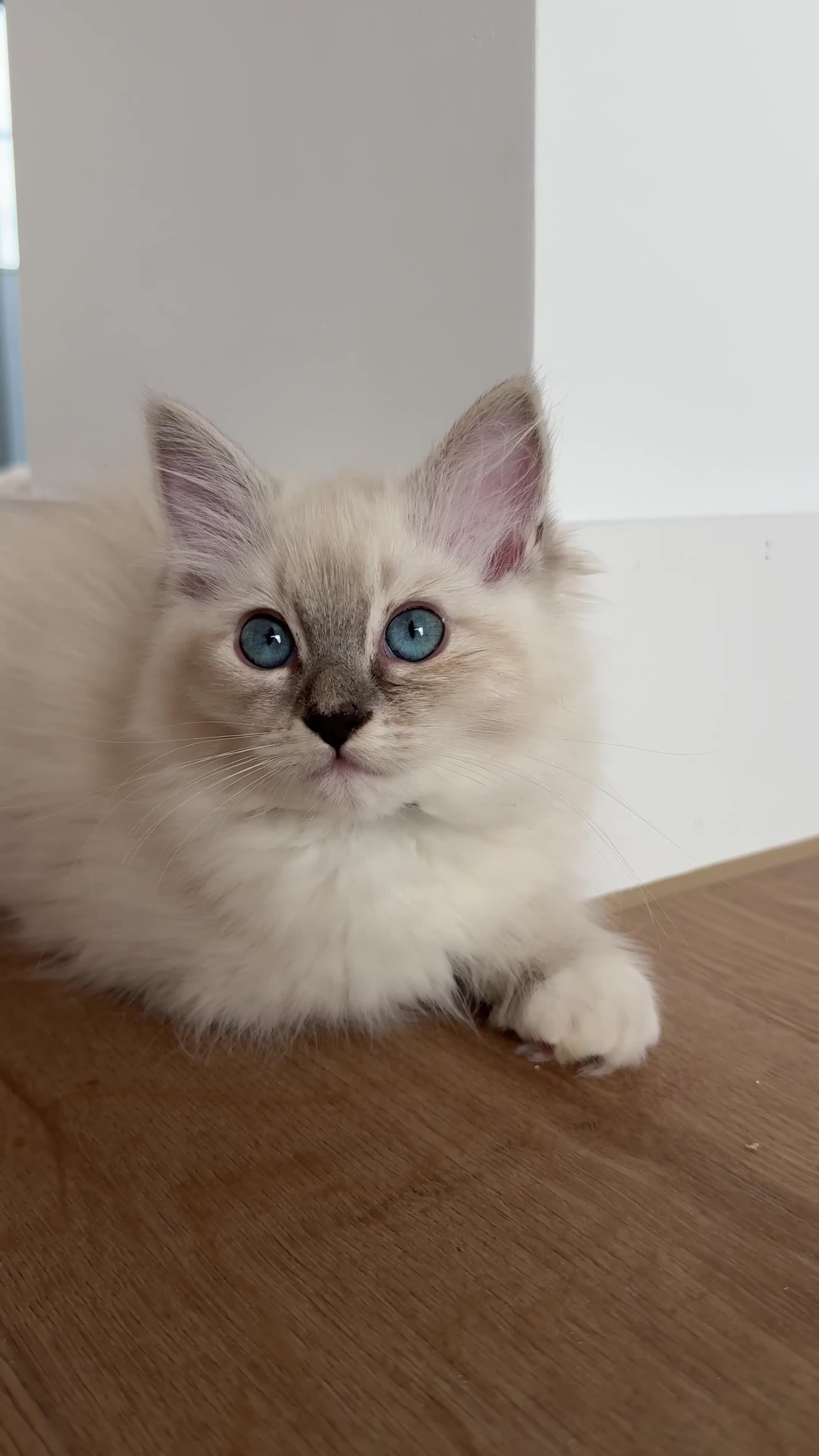 Ragdoll cats for sale: LUXURY RAGDOLL KITTENS  - Video 2