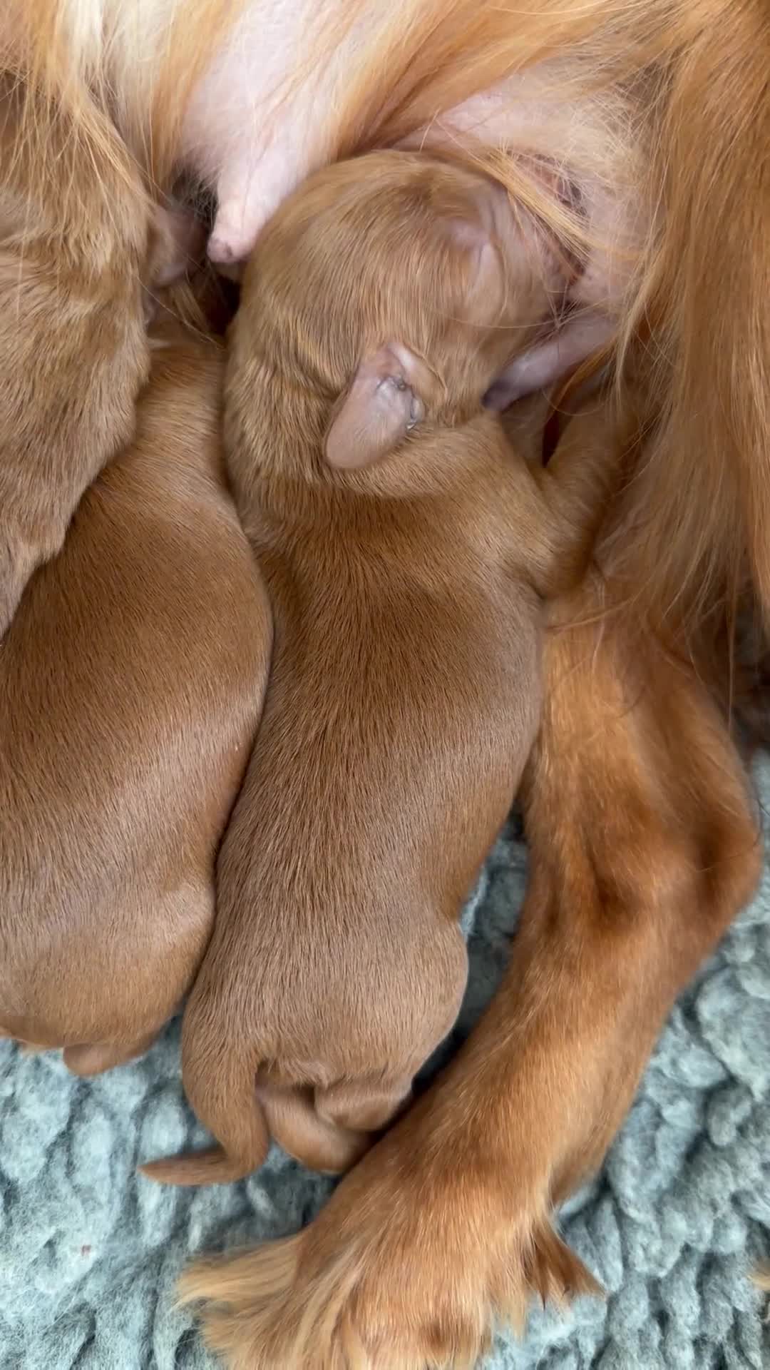 Cockapoo dogs for sale: 🌸🌸Extensively health tested F1 Cockapoo’s🌸🌸 - Video 1