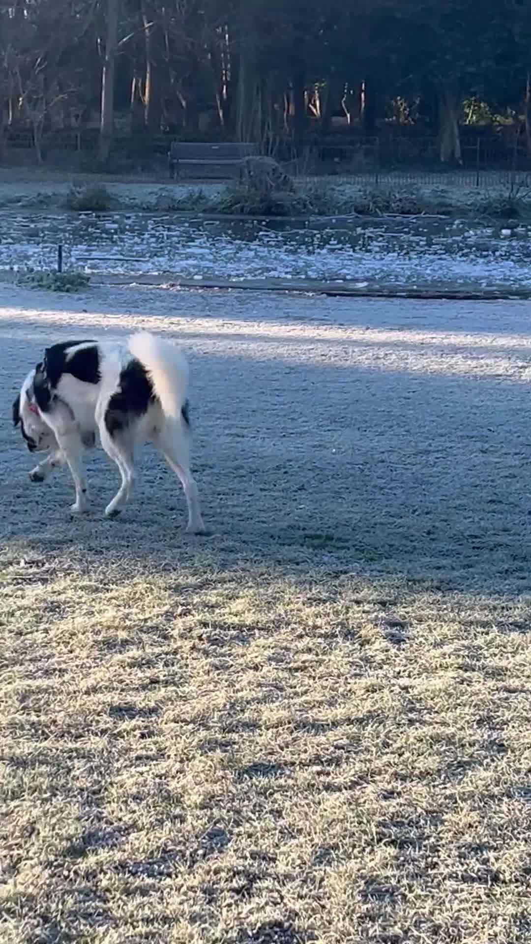 Mixed Breed dogs for sale: Maremma Caucasian Shepherd cross - Video 2