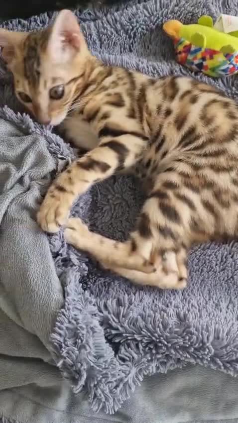 Bengal cats for sale: Bengal kittens for sale - Video 3